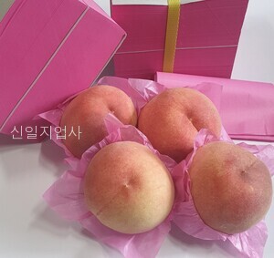 과일포장지(연분홍) 전지 500장 (1연)