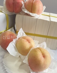 과일포장지(백색) 전지 500장 (1연)