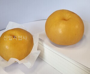 무형광과일포장지(배화지) 전지 500장 (1연)